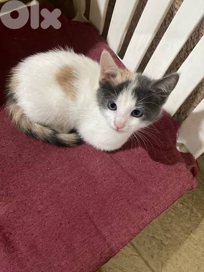 Cats For Adoption