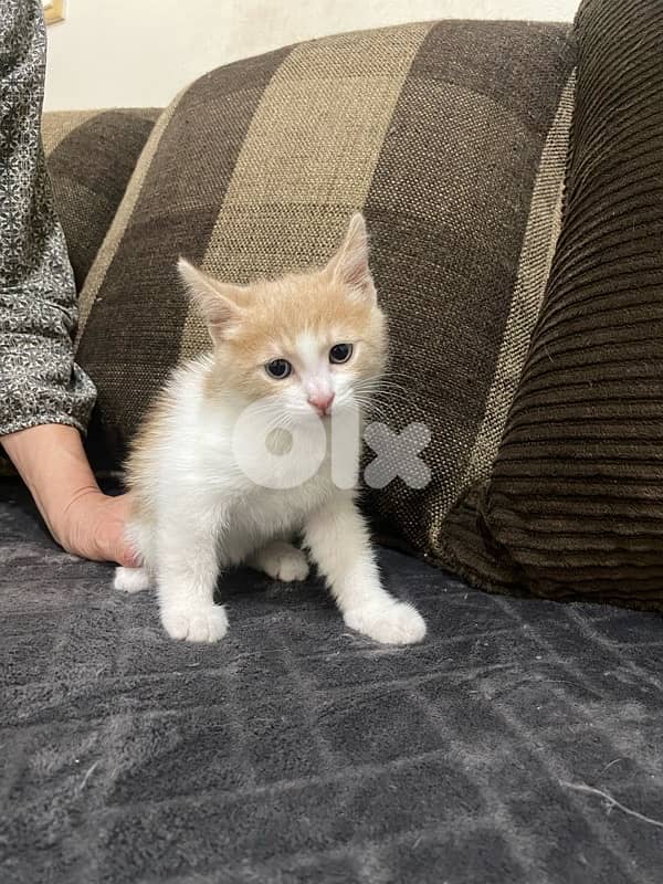 Cats For Adoption 1