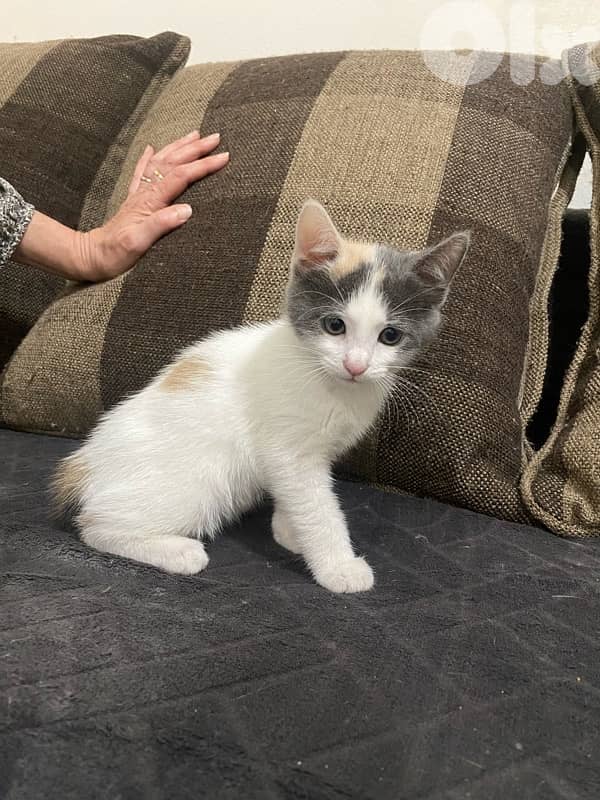 Cats For Adoption 3