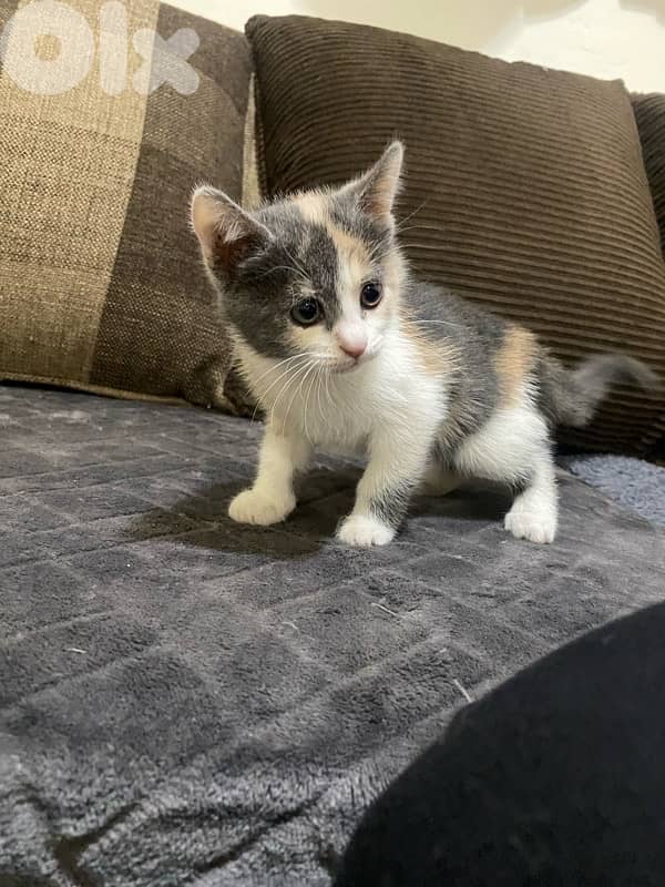 Cats For Adoption 9