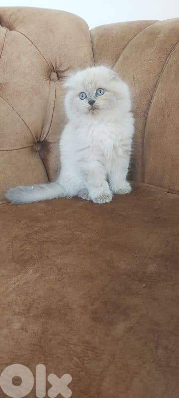 higland scottish fold 0