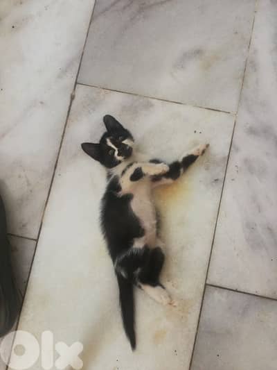 little cat