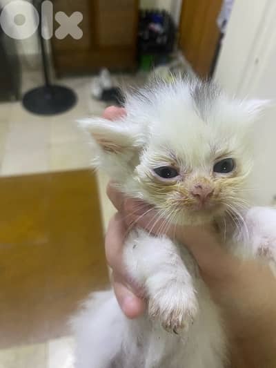kitten age 1 month