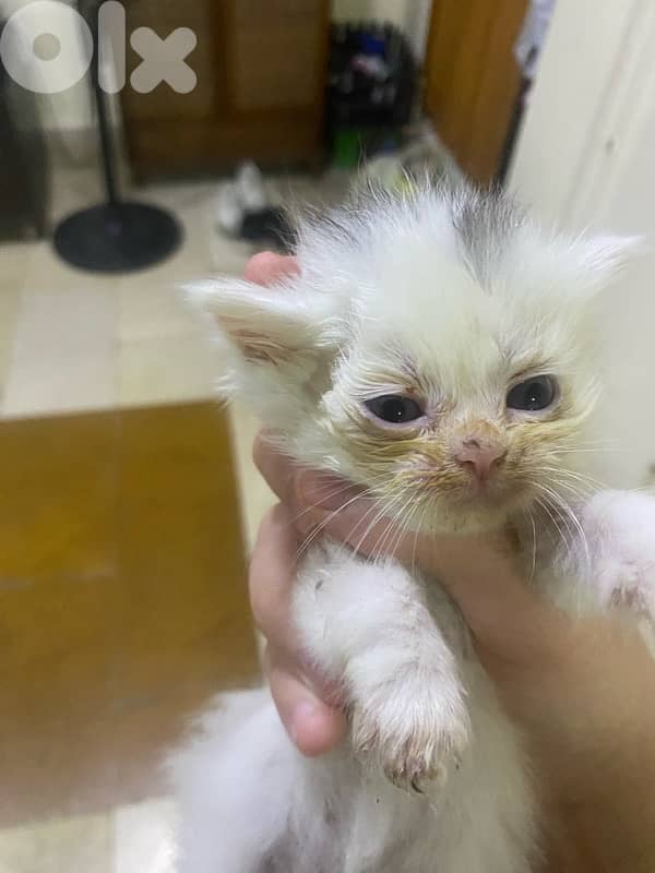 kitten age 1 month 0