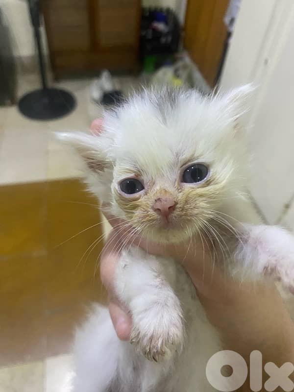 kitten age 1 month 1