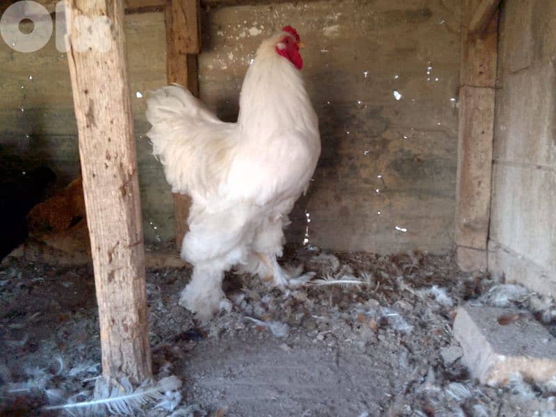 batloun chouf 78753200 1