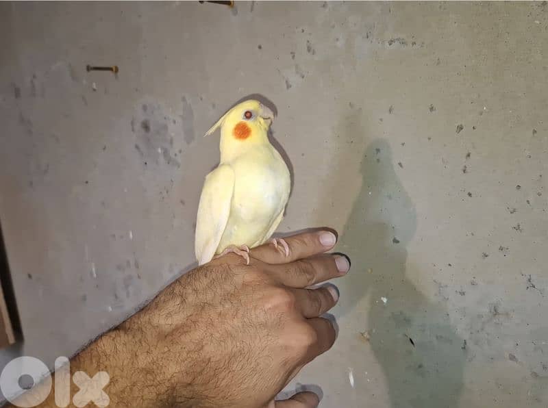 فروخ كوكتيل 5