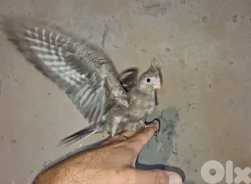 فروخ كوكتيل 6