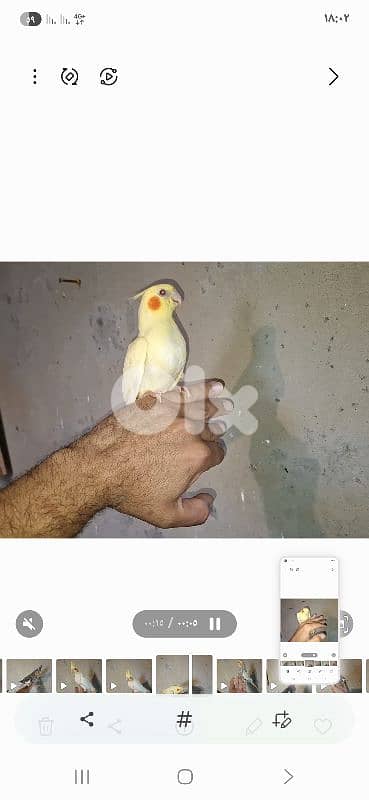 فروخ كوكتيل 7