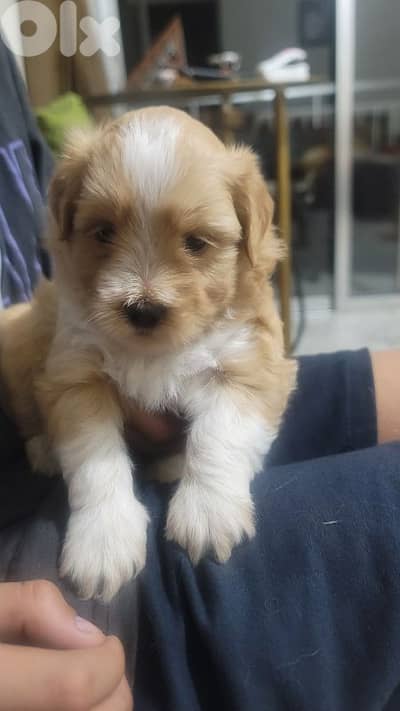 its mix bichon