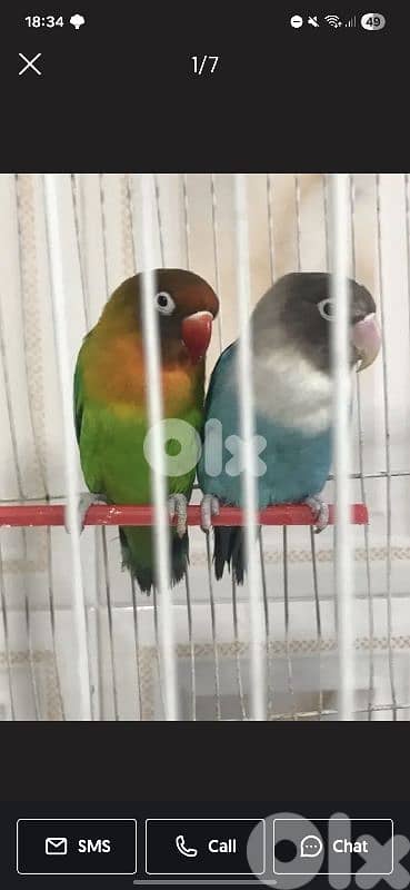 canary's & fechers 2