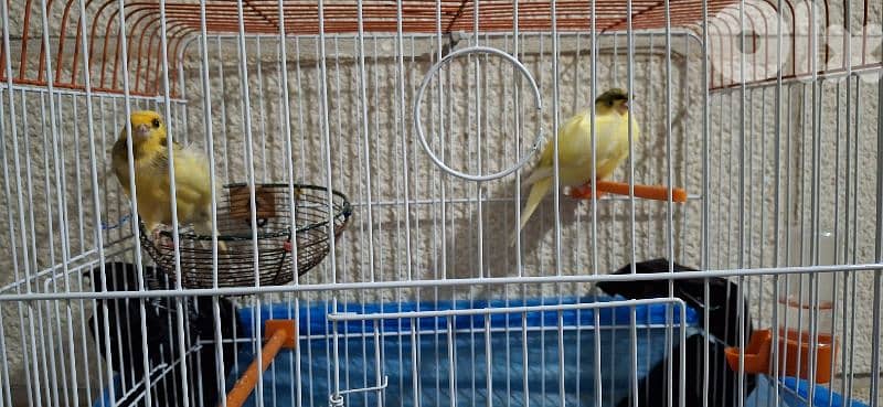 canary's & fechers 3