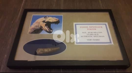 Very rare dinosaur  tooth 70 million years old from USA
