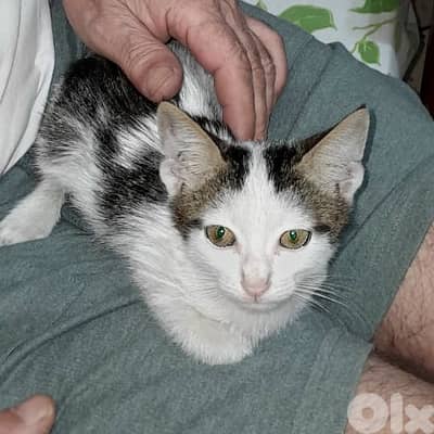 cute kitten 2 months old FREE for adoption. we pay for vaccination.