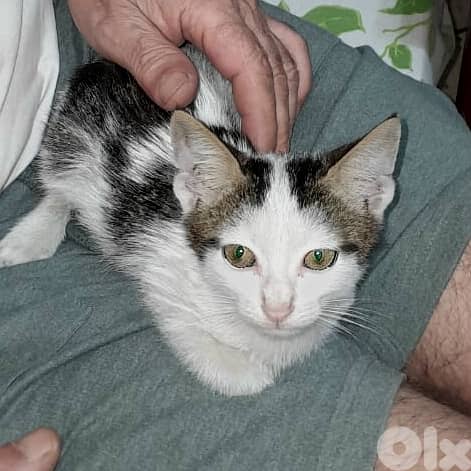 cute kitten 2 months old FREE for adoption. we pay for vaccination. 0
