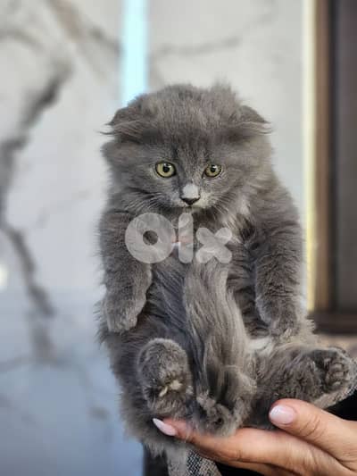 British kitten