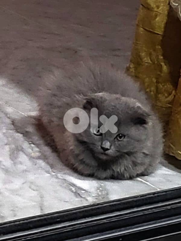 British kitten 1