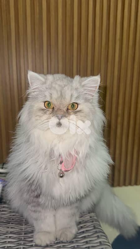 silver chinchilla very unique مخصي 0