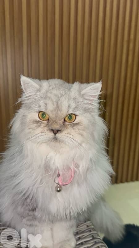 silver chinchilla very unique مخصي 1