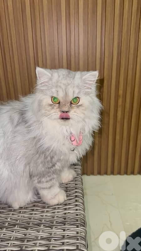 silver chinchilla very unique مخصي 2