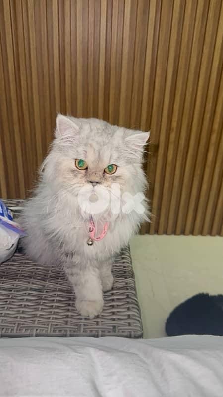 silver chinchilla very unique مخصي 3