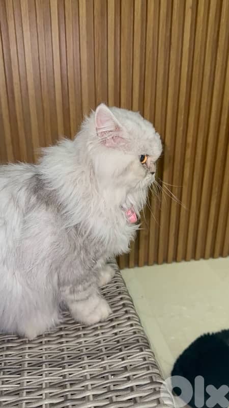 silver chinchilla very unique مخصي 4