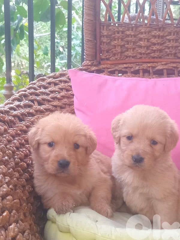 golden retriever puppy, around 35days 1