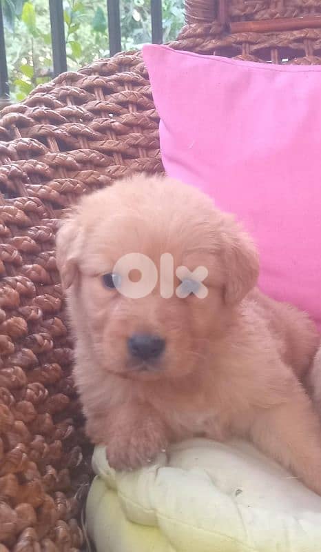 golden retriever puppy, around 35days 2
