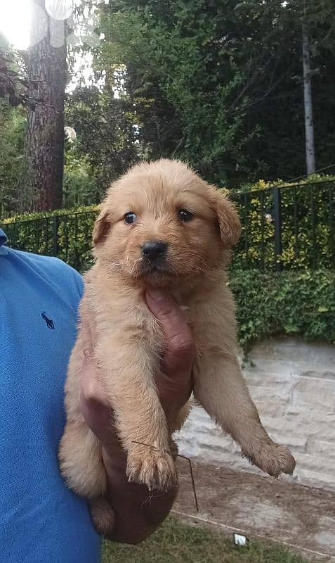 golden retriever puppy, around 35days 3