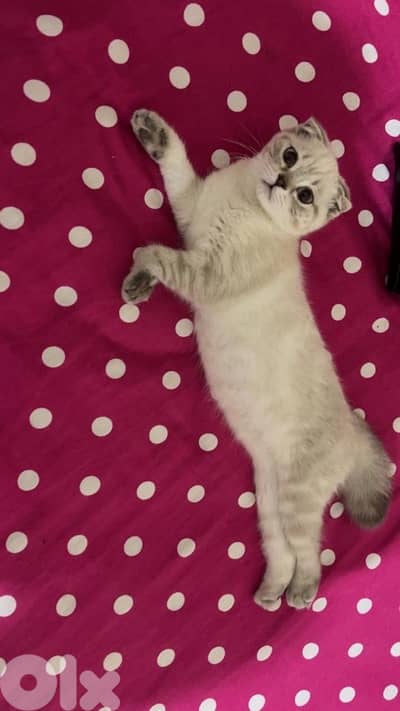 Femal scotish fold 7 months age