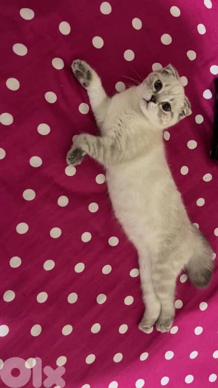 Femal scotish fold 7 months age 0