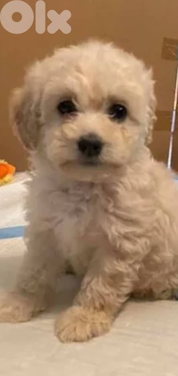 Maltipoo 0