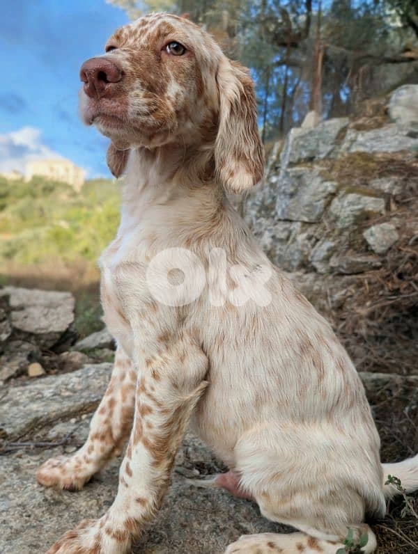 English setter 3 months old 0