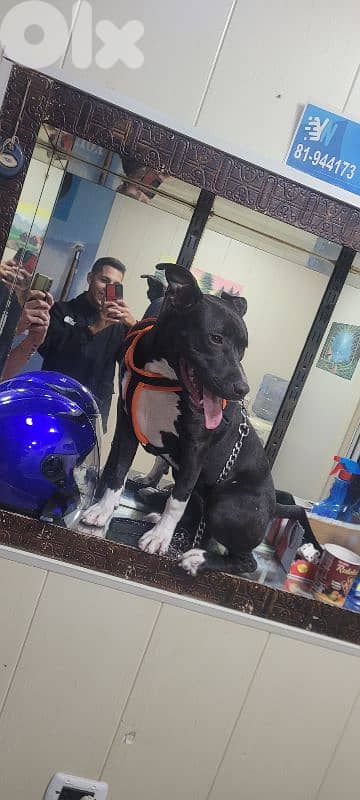 pitbull