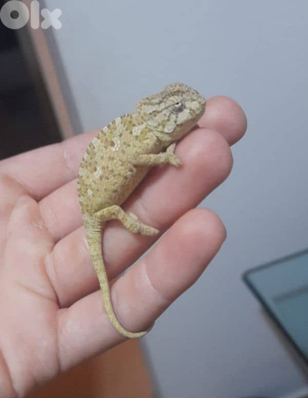 c. h. a. m. e. l. e. o. n 0