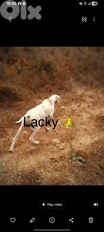Pointer 1