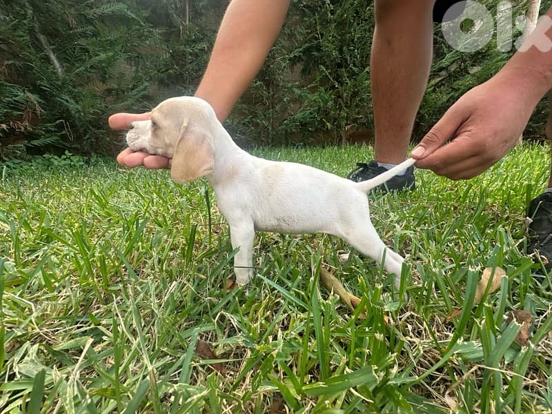 Pointer 4