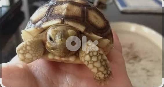 سلاحف سولكاتا أفريقي
