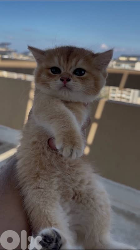 British golden black male 0