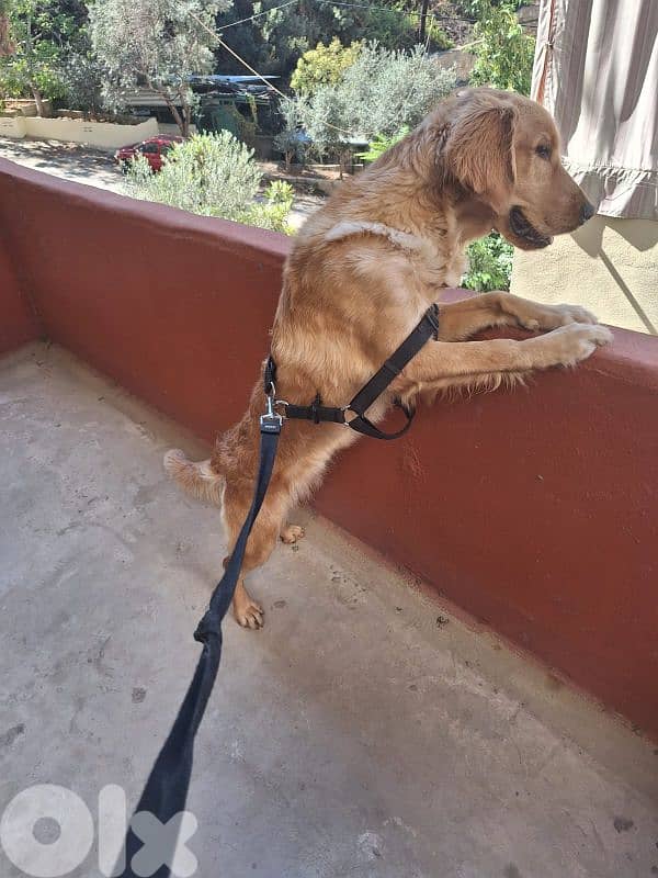 for adoption 1