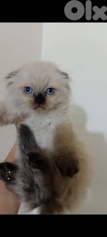 Himalayan mixed kitten