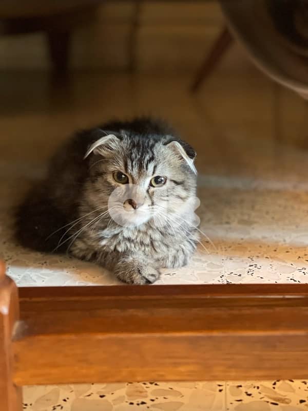 Leo cat Scotch Fold 3.5months kitten 0