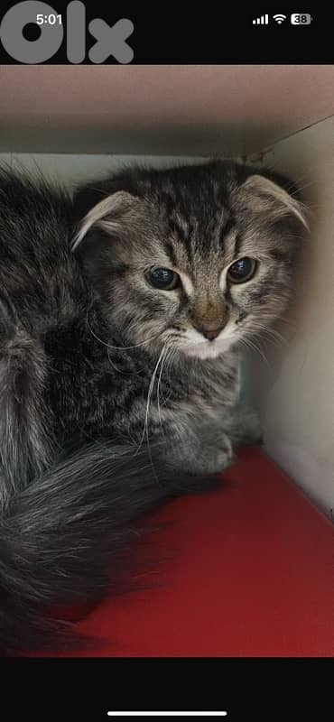 Leo cat Scotch Fold 3.5months kitten 1
