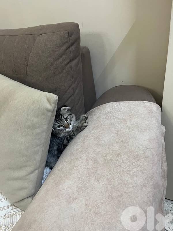 Leo cat Scotch Fold 3.5months kitten 2