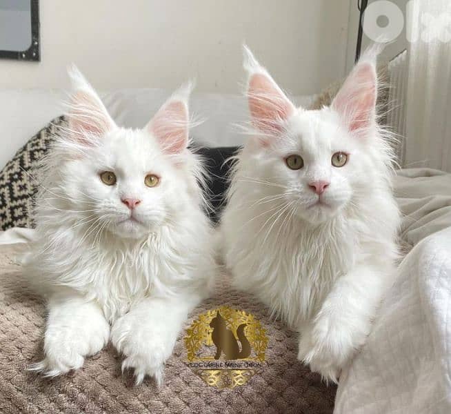 Maine Coon Kittens 0