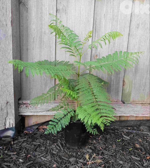 small jacaranda tree 0