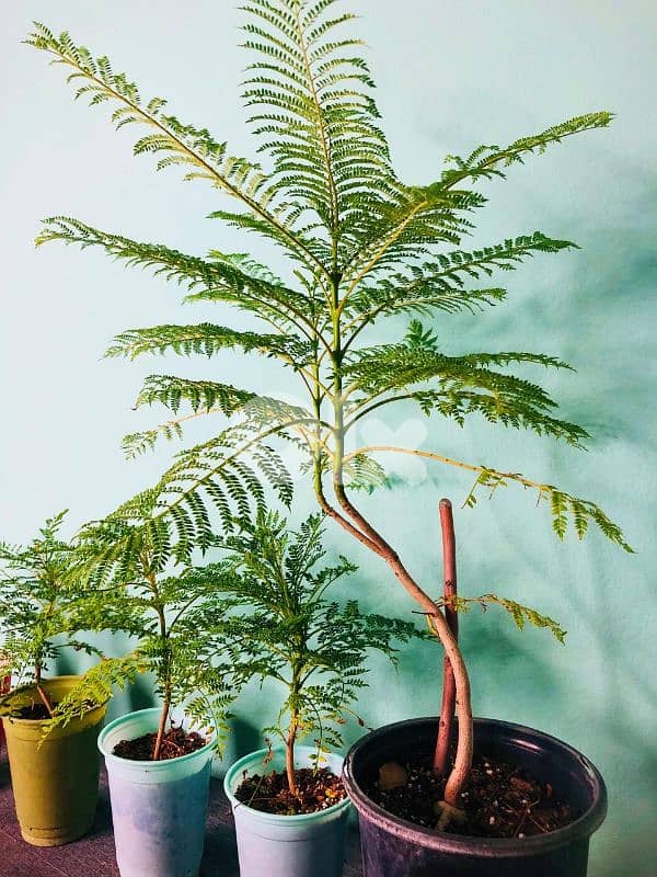 small jacaranda tree 1