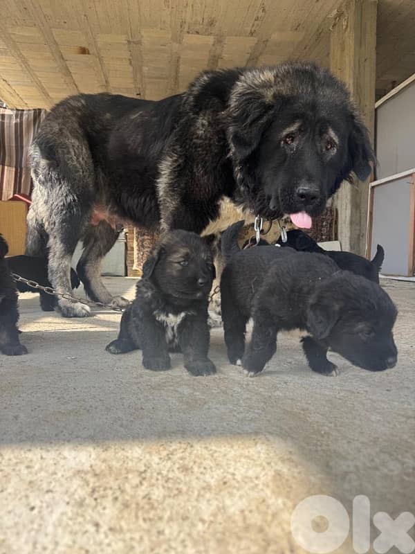 Caucasian shepherd puppies males and females 0