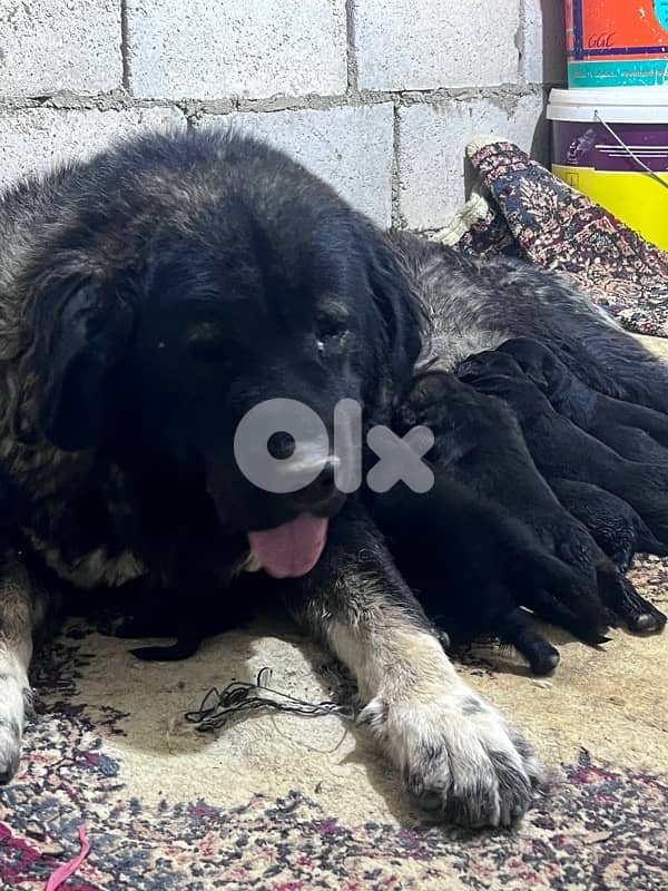 Caucasian shepherd puppies males and females 1