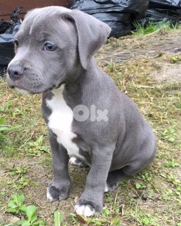 Stunning Pure breed Blue Staffordshire available Delivery Dog كلب 0